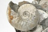Jurassic Ammonite (Kosmoceras) Cluster - England #207748-2